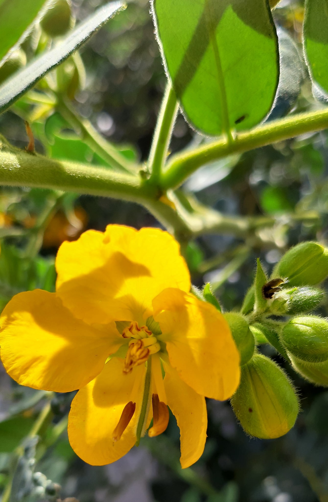 Senna multiglandulosa 